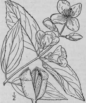 2 Philadelphus Grandifl Rus Willd Large Flowered S 533