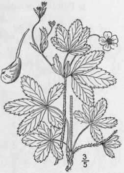 2 Potentilla Simplex Michx Decumbent Five Finger 570