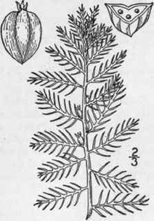 2 Proserpinaca Pectin Ta Lam Cut Leaved Mermaid We 1422