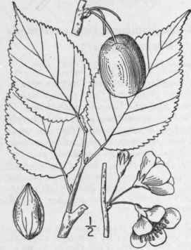 2 Prunus Nigra Ait Canada Plum Horse Plum 752