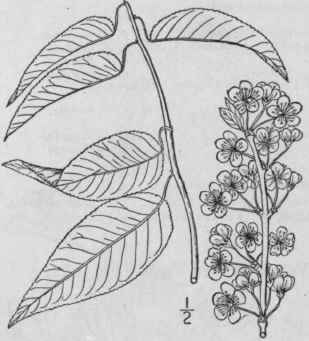 2 Prunus Nigra Ait Canada Plum Horse Plum 753