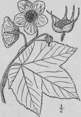 2 Rubus Parvifl Rus Nutt Salmon Berry White Flower 631