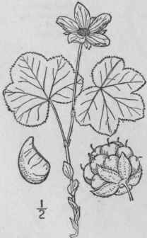 2 Rubus Parvifl Rus Nutt Salmon Berry White Flower 632