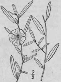 2 Sida Elliottii T G Elliott s Sida 1203