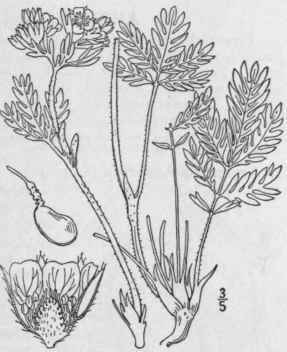 20 Potentilla Bipinnatifida Dougl Plains Cinquefoi 588