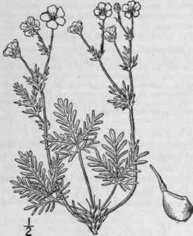 20 Potentilla Bipinnatifida Dougl Plains Cinquefoi 589