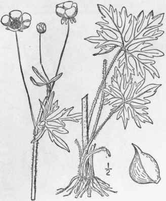21 Ranunculus Cris L Fall Or Meadow Buttercup 257