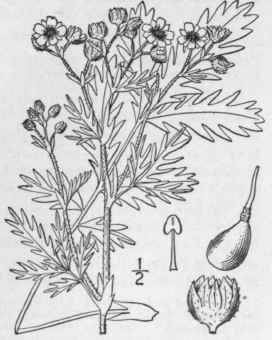 22 Potentilla Pennsylv Nica L Prairie Cinquefoil 590