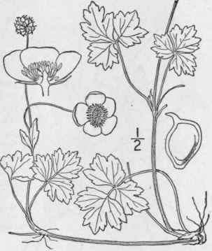 25 Ranunculus R Pens L Creeping Buttercup Gold Bal 261