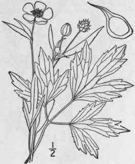 25 Ranunculus R Pens L Creeping Buttercup Gold Bal 262
