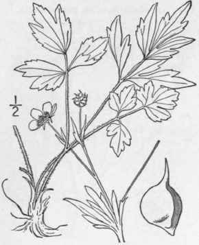 27 Ranunculus Hispidus Michx Hispid Buttercup 263