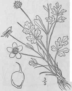 27 Ranunculus Hispidus Michx Hispid Buttercup 264