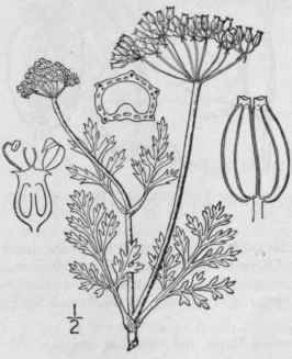 28 Mus neon Raf Journ Phys 91 71 1820 1485