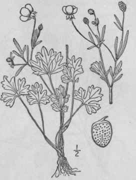 29 Ranunculus P Rvulus L Hairy Buttercup 265