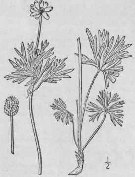 3 Anemone Hudsoni Na Richards Cut Leaved Anemone R 224