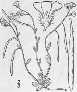 3 Arabis Arenicola Richards Gelert Arctic Rock Cre 413