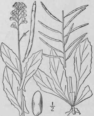 3 Arabis Arenicola Richards Gelert Arctic Rock Cre 414