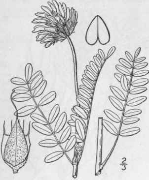 3 Astragalus Ads Rgens Pall Ascending Milk Vetch 878