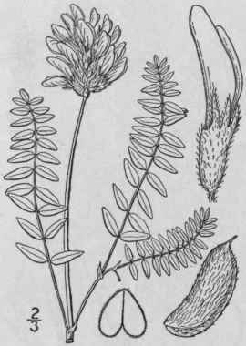 3 Astragalus Ads Rgens Pall Ascending Milk Vetch 879