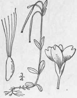 3 Epilobium Anagallidif Lium Lam Pimpernel Willow  1371