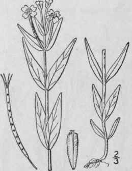 3 Epilobium Anagallidif Lium Lam Pimpernel Willow  1372