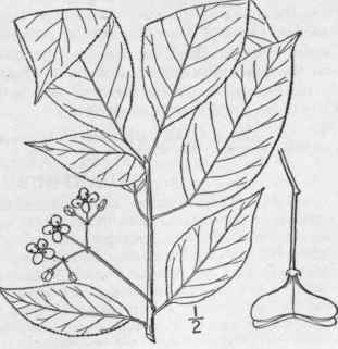 3 Euonymus Atropurp Reus Tacq Burning Bush Wahoo 1141