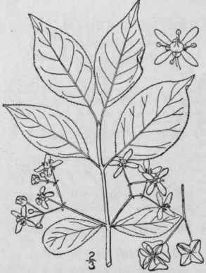 3 Euonymus Atropurp Reus Tacq Burning Bush Wahoo 1142