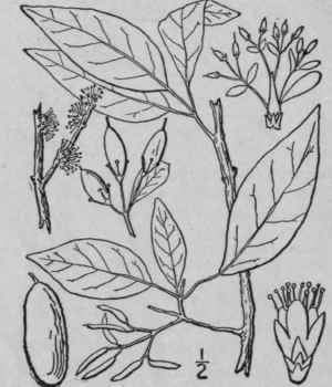 3 Forestiera Poir M Lam Encycl Suppl A 664 1811 Ad 1665