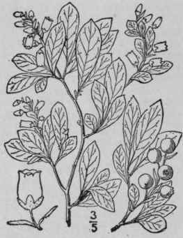 3 Gaylussacia Dum Sa Andr T G Dwarf Or Bush Huckle 1596