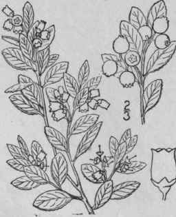 3 Gaylussacia Dum Sa Andr T G Dwarf Or Bush Huckle 1597