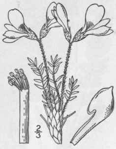 3 Oxytropis Rctica R Br Arctic Oxytrope 906