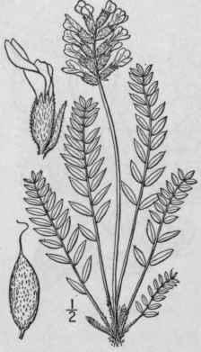 3 Oxytropis Rctica R Br Arctic Oxytrope 907