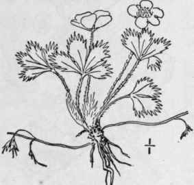 3 Potentilla P Mila Poir Dwarf Five Finger 571