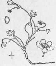 3 Ranunculus Hyperb Reus Rottb Arctic Buttercup 239