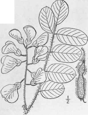3 Robinia Hispida L Rose Acacia Bristly Or Moss Lo 870