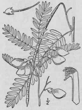 3 Robinia Hispida L Rose Acacia Bristly Or Moss Lo 871