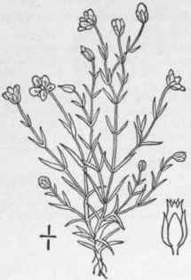 3 Sagina Saginoides L Britton Arctic Pearlwort 117