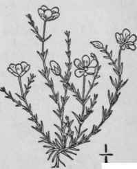 3 Sagina Saginoides L Britton Arctic Pearlwort 118