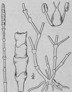 3 Salicornia Ambigua Michx Woody Glasswort 50