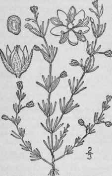 3 Tissa R Bra L Britton Sand Spurry Purple Sandwor 139