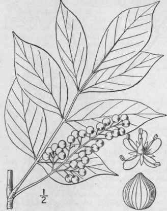 3 Toxicodendron Tourn Mill Gard Diet Abr Ed 4 1754 1123