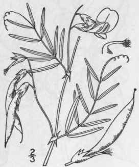 3 Vicia Sparsif Lia Nutt Narrow Leaved American Ve 957