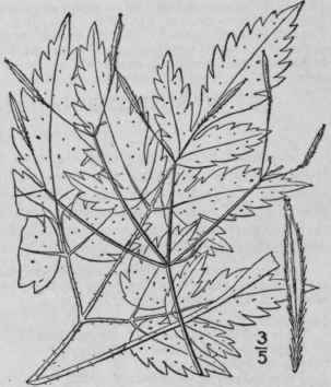 3 Washingtonia Divaric Ta Britton Western Sweet Ci 1452