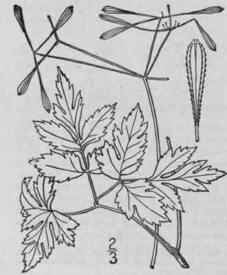 3 Washingtonia Divaric Ta Britton Western Sweet Ci 1453