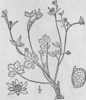 30 Ranunculus Parvifl Rus L Small Flowered Crowfoo 266