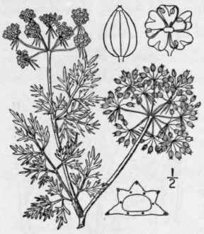 31 Aeth sa L Sp Pi 256 1753 1489