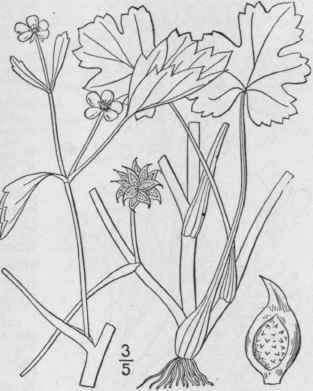 31 Ranunculus Muricatus L Spiny Fruited Crowfoot 267