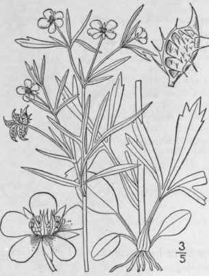 31 Ranunculus Muricatus L Spiny Fruited Crowfoot 268