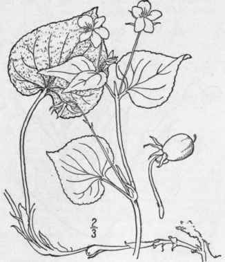 38 Viola Rugul Sa Greene Ryd Berg s Violet 1302