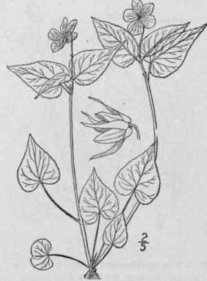 38 Viola Rugul Sa Greene Ryd Berg s Violet 1303